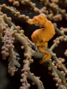 My name is denise, Hippocampus denise by Alex Varani 